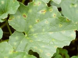 Plamenjača dinje i mjere zaštite