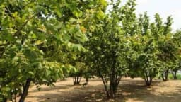 Kako pravilno orezati lijesku?