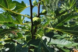 Kako uspješno uzgojiti smokvu u dvorištu i na okućnici?