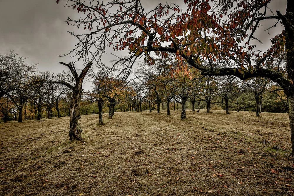 Muke poljoprivrednika: Kako zaštiti biljke od bolesti i štetočina?