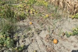 14 načina kako zaštitit usjeve od visoke teperature i suše