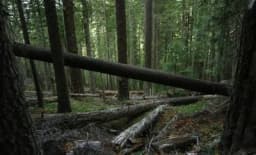 Oglušili se o poziv Viškovića: Direktorima šumarija ostavka ne pada na pamet