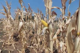 Suša spržila i do 70% prinosa kukuruza u BiH