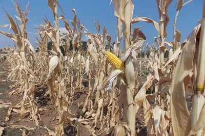Suša spržila i do 70% prinosa kukuruza u BiH