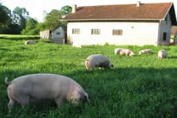 Greške u ishrani tovnih svinja