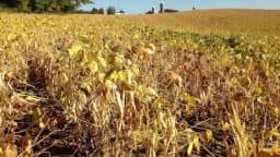 Kada je pravo vrijeme za berbu pasulja