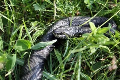 Kako otjerati zmije iz dvorišta