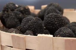 Na Horgošu zapljenjen pun kofеr crnih tartufa