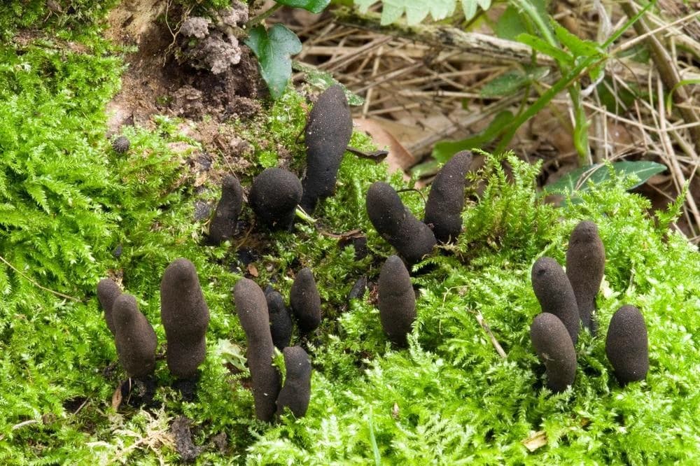 MRTVAČKI ILI ĐAVOLJI PRSTI: Jezive gljive koje nipošto ne smijete brati