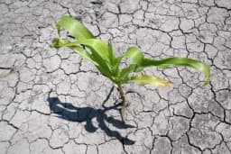 Zemljištu u Evropi prijeti isušivanje