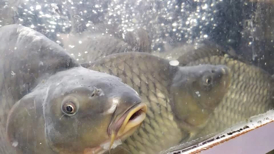 VELIKI POMOR RIBE: Tužilaštvo Tuzlanskog kantona uključeno u istragu, EKOLOZI ZABRINUTI