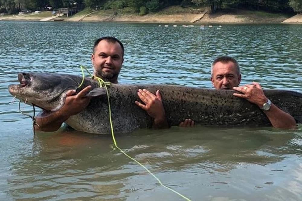 Na jezeru Sniježnica kod Teočaka ribolovac upecao kapitalca dugog 206 cm