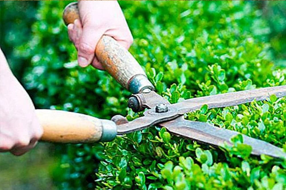 JESENJE OREZIVANJE DRVEĆA I ŽBUNJA: kada i kako orezati šimšir, magnoliju i ruže