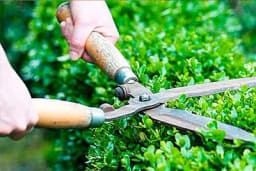 JESENJE OREZIVANJE DRVEĆA I ŽBUNJA: kada i kako orezati šimšir, magnoliju i ruže