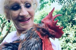 Pijetao pobijedio tužioce: Sud odlučio - Moris smije da kukuriče i u zoru