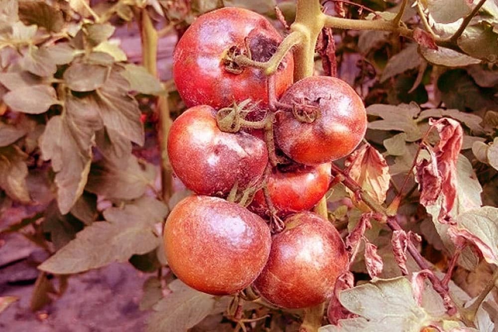 Oštećenja biljaka od ostataka pesticida u zemljištu!
