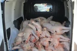 Čak 10 sati vozio 33 zaklane svinje u kombiju bez hlađenja