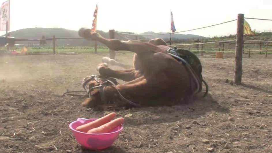 GLUMI ZA OSCARA: Konj glumi da je mrtav svaki put kad ga neko poželi jahati /VIDEO/