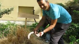 Arheobotanička bašta podsjeća na zaboravljene biljke - Žitarice, mahuanarke i uljarice stare milenijumima