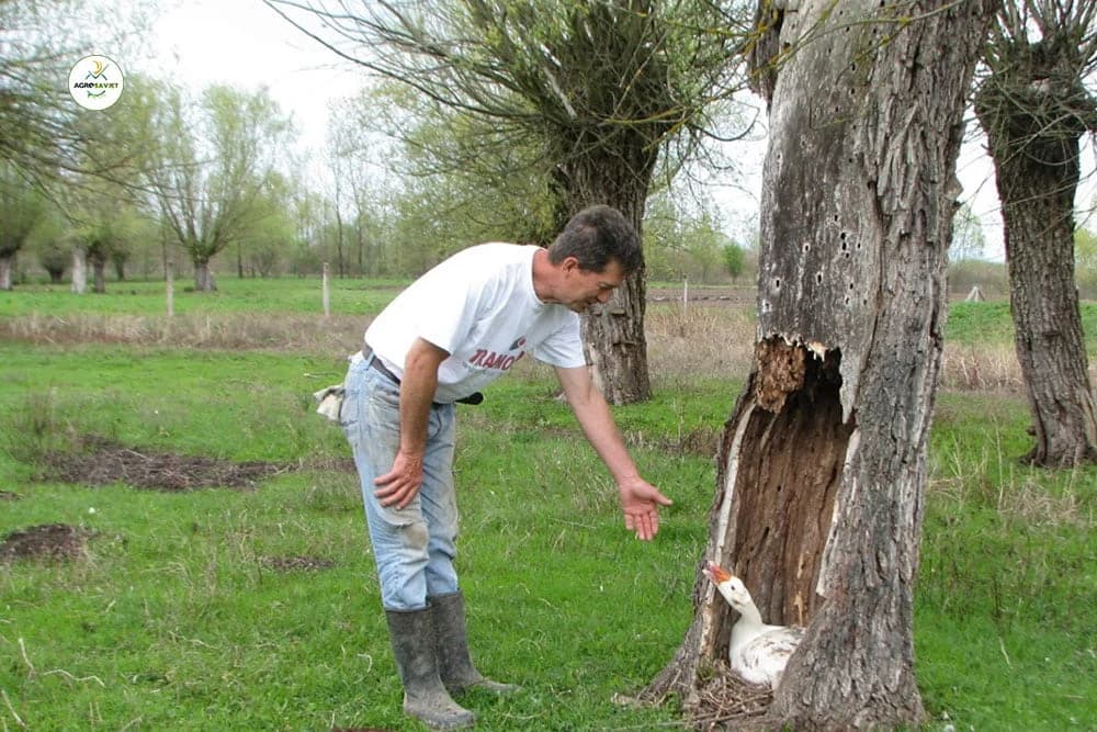 Najbolja guščija mast po starim receptima proizvodi se u Novom Selu kod Gradiške
