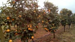 Neobično ali ipak moguće – japanska jabuka iz voćnjaka u Srbiji