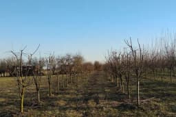 Savjeti za jesenju sadnju voća