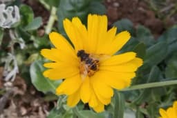 Francuska je prva zemlja koja je zabranila svih 5 pesticida povezanih sa izumiranjem pčela