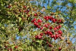 Kako se gaji DREN – Posadite drvo koje doprinosi zdravlju