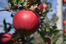 Kalemljenje jabuke u 3 koraka