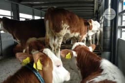 U Bijeljini održano predavanje za unapređenje stočarstva