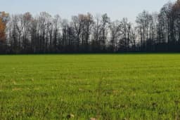 Pšenica ušla u zimu u odličnoj kondiciji