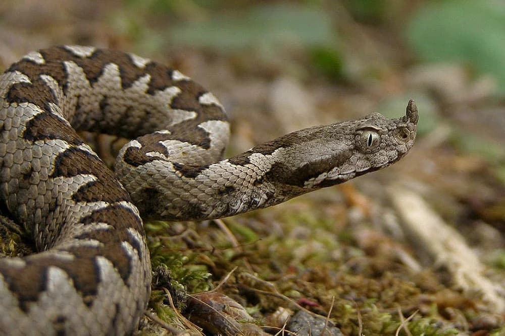 Gasili požar pa naletjeli na poskoka usred februara