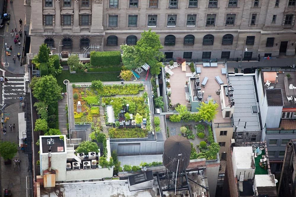 Zeleni krovovi – potencijal urbane poljoprivrede