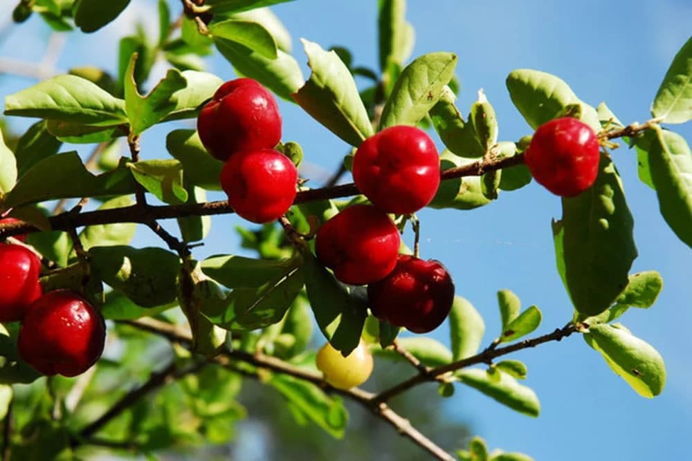 Kopkalo nas je u čemu je stvar s tom ACEROLOM, pa smo malo istraživali