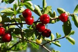 Kopkalo nas je u čemu je stvar s tom ACEROLOM, pa smo malo istraživali