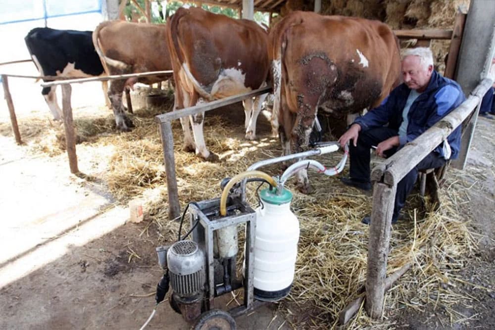 Cazinski farmeri ruše rekorde