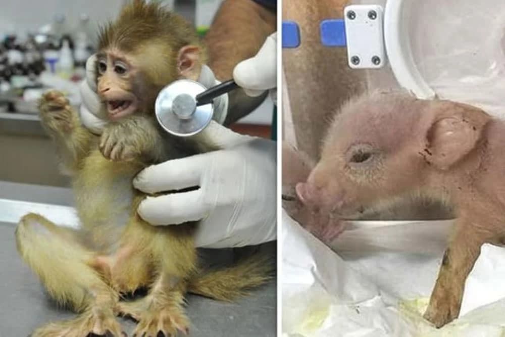 Kinezi stvorili hibrid majmuna i svinje