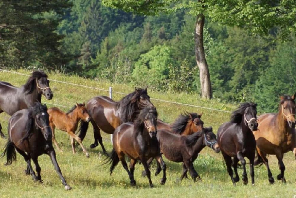 Koje životinje najbolje podnose vrućinu, a koje najslabije?