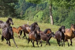 Bosanski brdski konj nije više ekstremno ugrožena vrsta