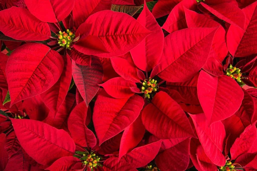 BOŽIĆNA ZVIJEZDA - NJEGA I ODRŽAVANJE