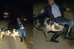 Svinja proganjala reportera tokom uključenja uživo