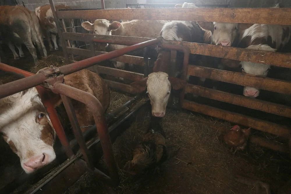 KVALITETOM DO PODSTICAJA Kontrola mlijeka pod nadzorom resornog ministarstva