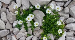 Skromna zelena biljka koju smatramo korovom, a travari kažu da je pravi rudnik vitamina! Pomaže kod reume, zatvora, upala!