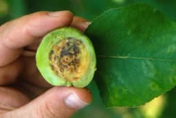 Šarka šljive - Metode zaštite najznačajnijeg virusa u voćarstvu!