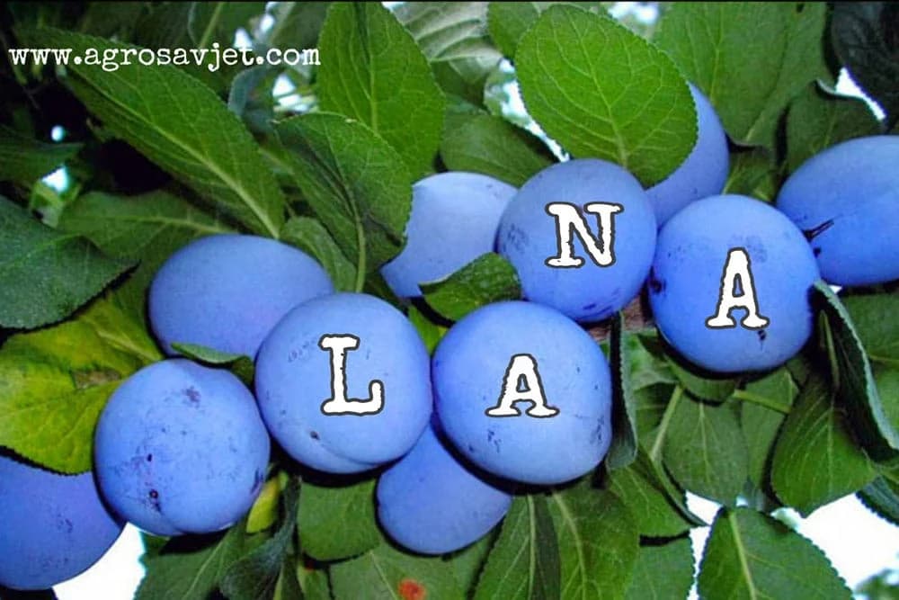 LANA - Nova sorta šljive iz Čačka