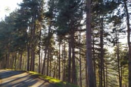 Šumari osumnjičeni da su oštetili preduzeće za 87.500 KM