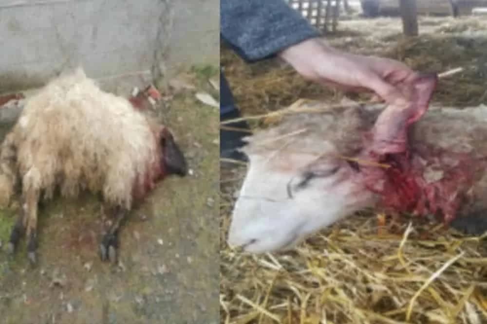 Zastrašujući prizori: Šakali napali stoku