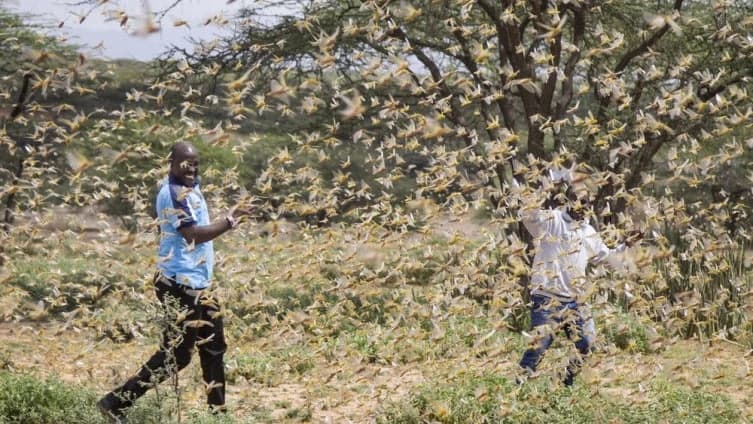 Istočna Afrika pogođena najtežom najezdom skakavaca u posljednjih 25 godina