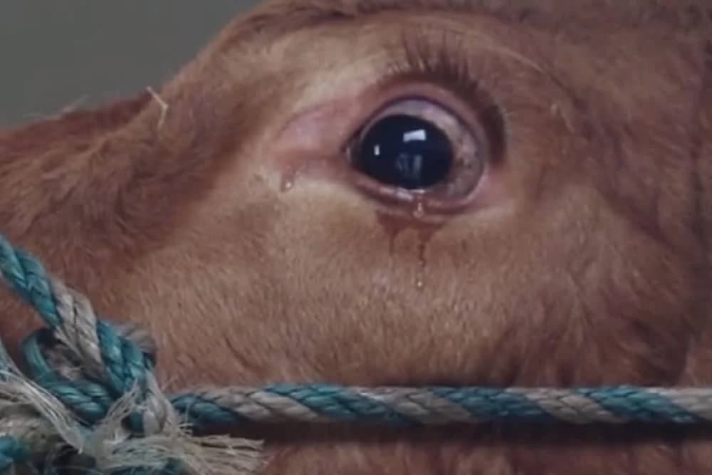 Zakon o zaštiti životnja pri klanju u BiH