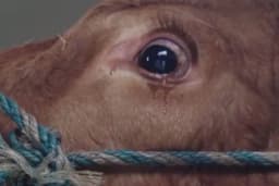 Zakon o zaštiti životnja pri klanju u BiH